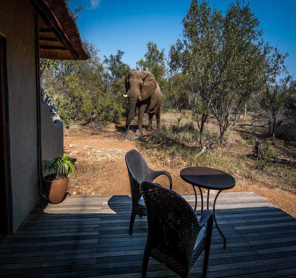 Garonga Safari Βίλα Makalali Game Reserve Εξωτερικό φωτογραφία