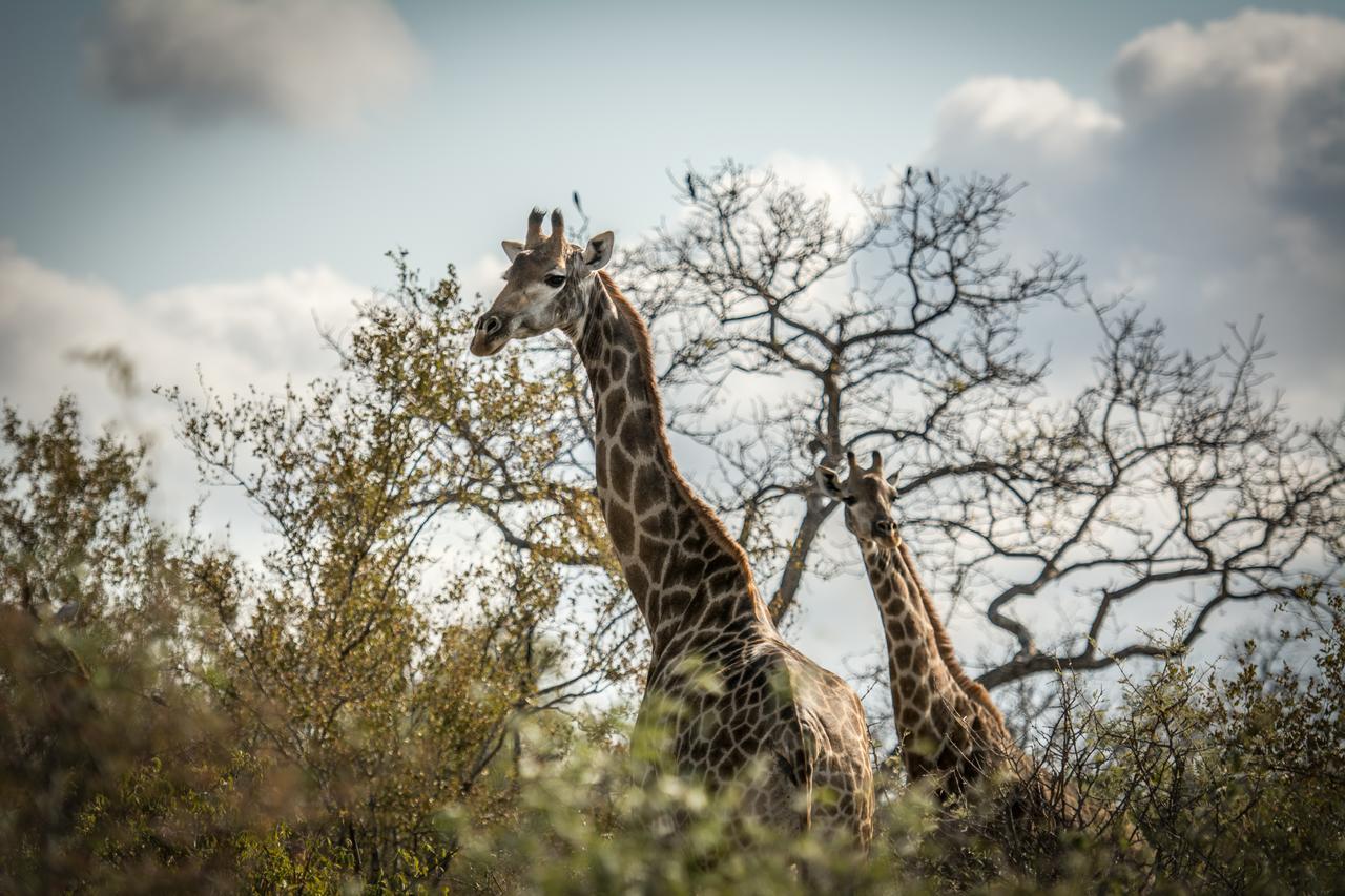 Garonga Safari Βίλα Makalali Game Reserve Εξωτερικό φωτογραφία