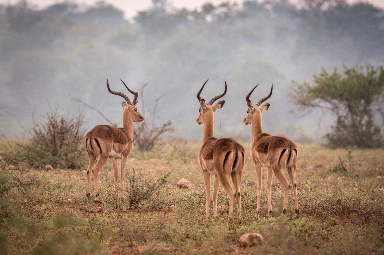 Garonga Safari Βίλα Makalali Game Reserve Εξωτερικό φωτογραφία
