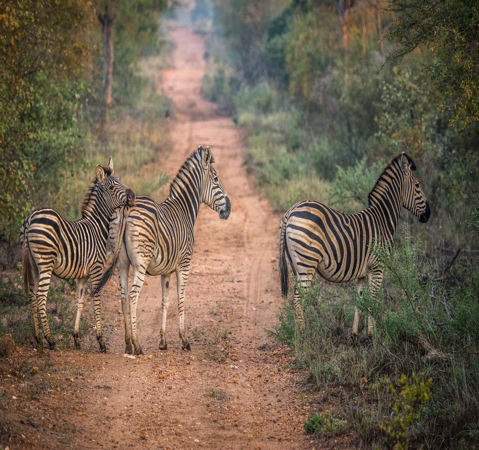 Garonga Safari Βίλα Makalali Game Reserve Εξωτερικό φωτογραφία