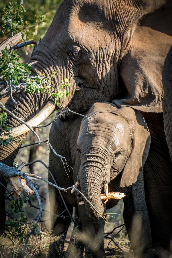 Garonga Safari Βίλα Makalali Game Reserve Εξωτερικό φωτογραφία