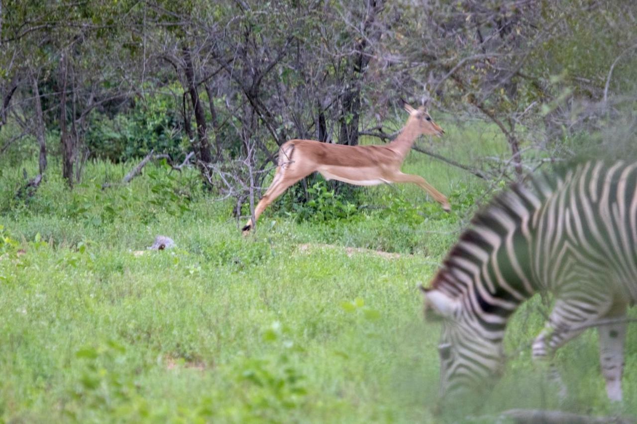 Garonga Safari Βίλα Makalali Game Reserve Εξωτερικό φωτογραφία