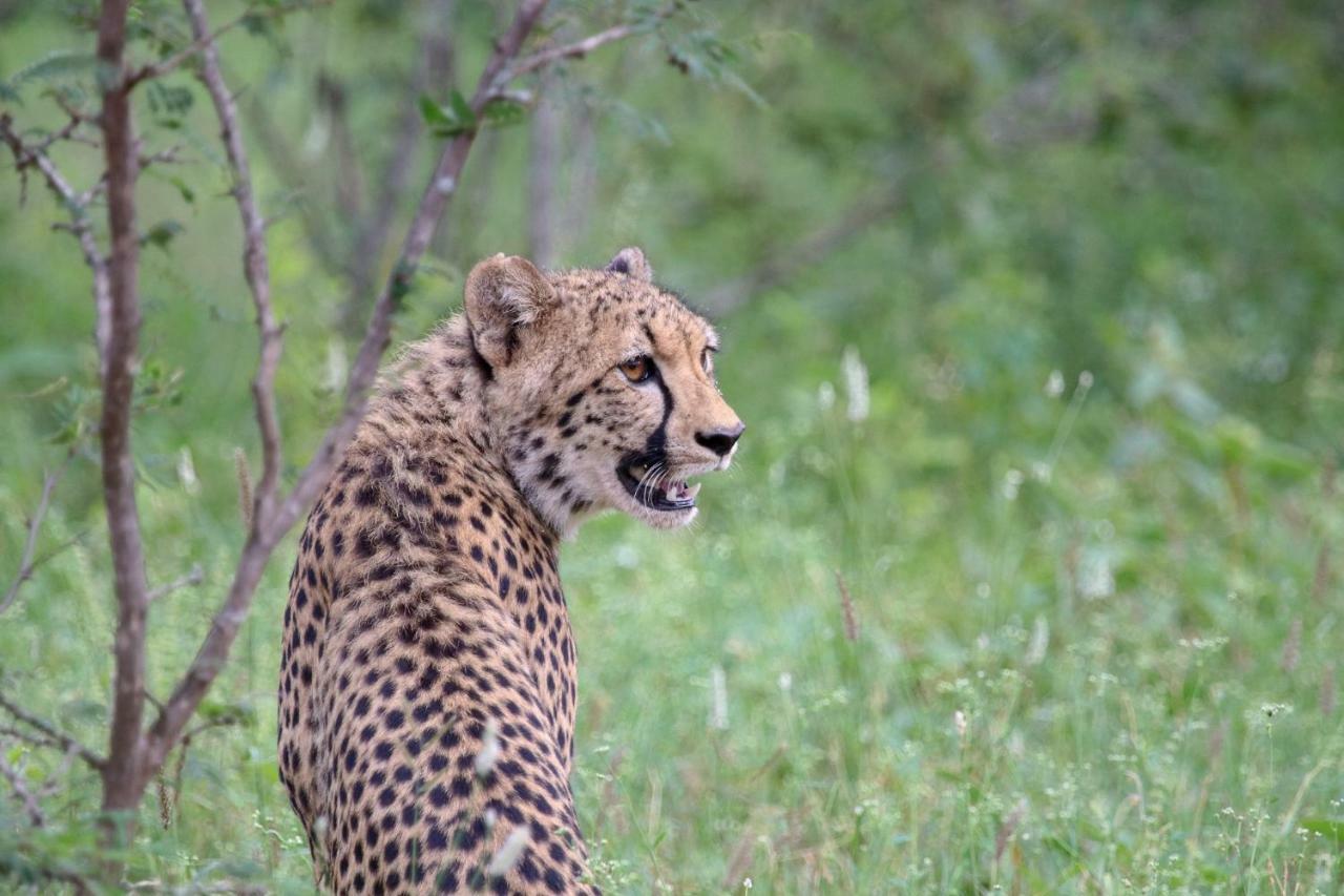 Garonga Safari Βίλα Makalali Game Reserve Εξωτερικό φωτογραφία