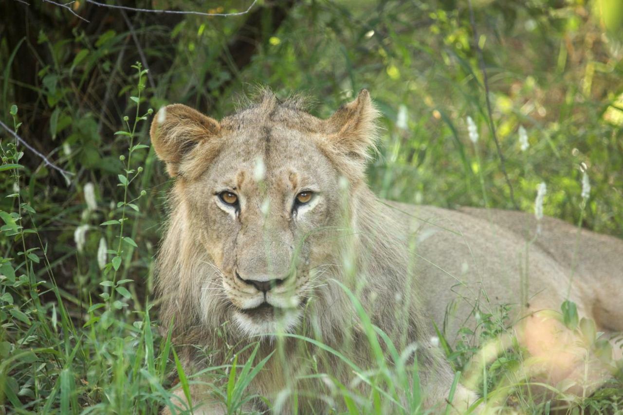 Garonga Safari Βίλα Makalali Game Reserve Εξωτερικό φωτογραφία