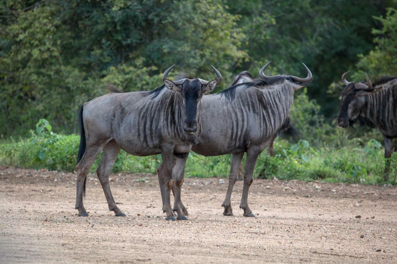 Garonga Safari Βίλα Makalali Game Reserve Εξωτερικό φωτογραφία