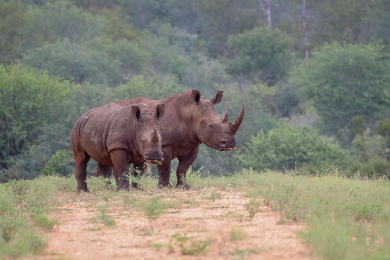 Garonga Safari Βίλα Makalali Game Reserve Εξωτερικό φωτογραφία