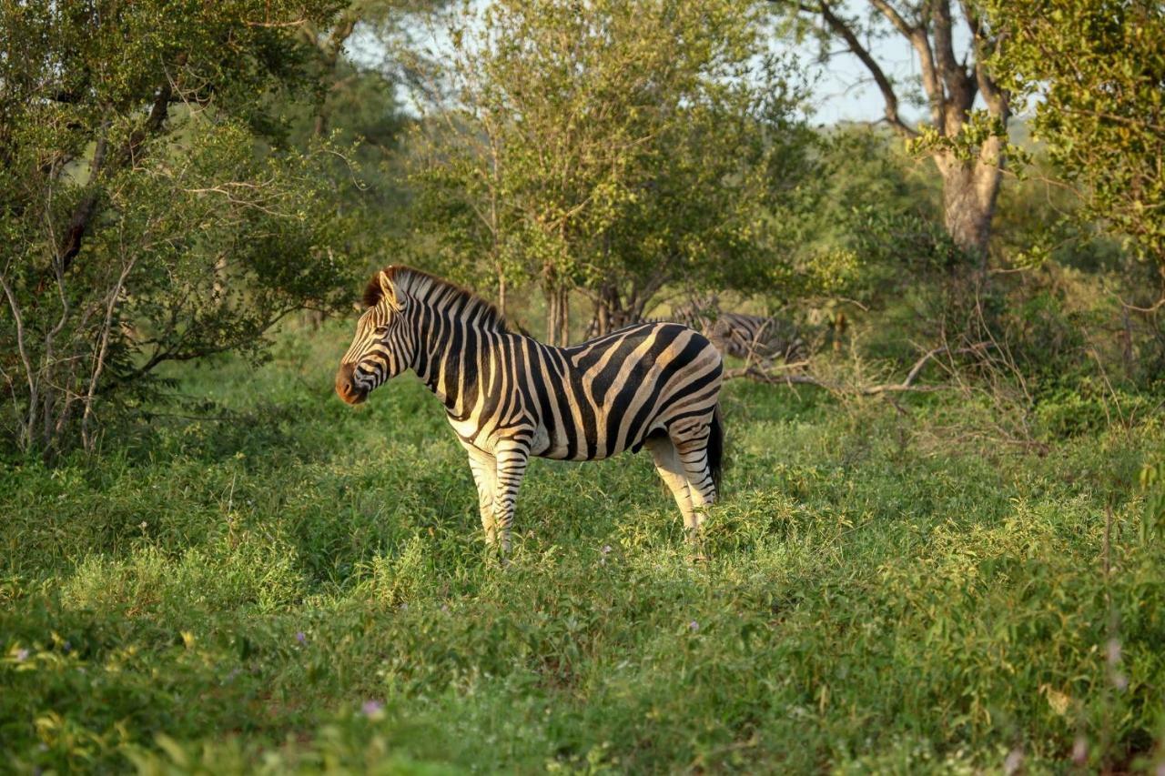 Garonga Safari Βίλα Makalali Game Reserve Εξωτερικό φωτογραφία