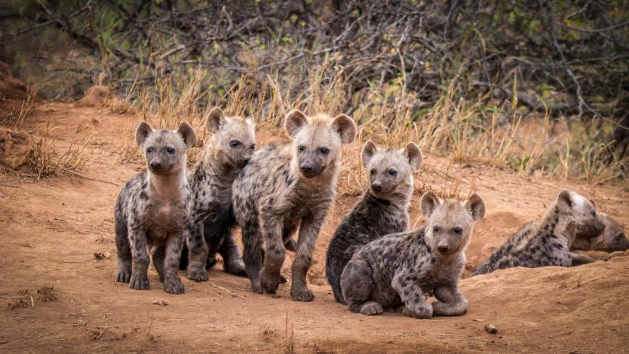 Garonga Safari Βίλα Makalali Game Reserve Εξωτερικό φωτογραφία